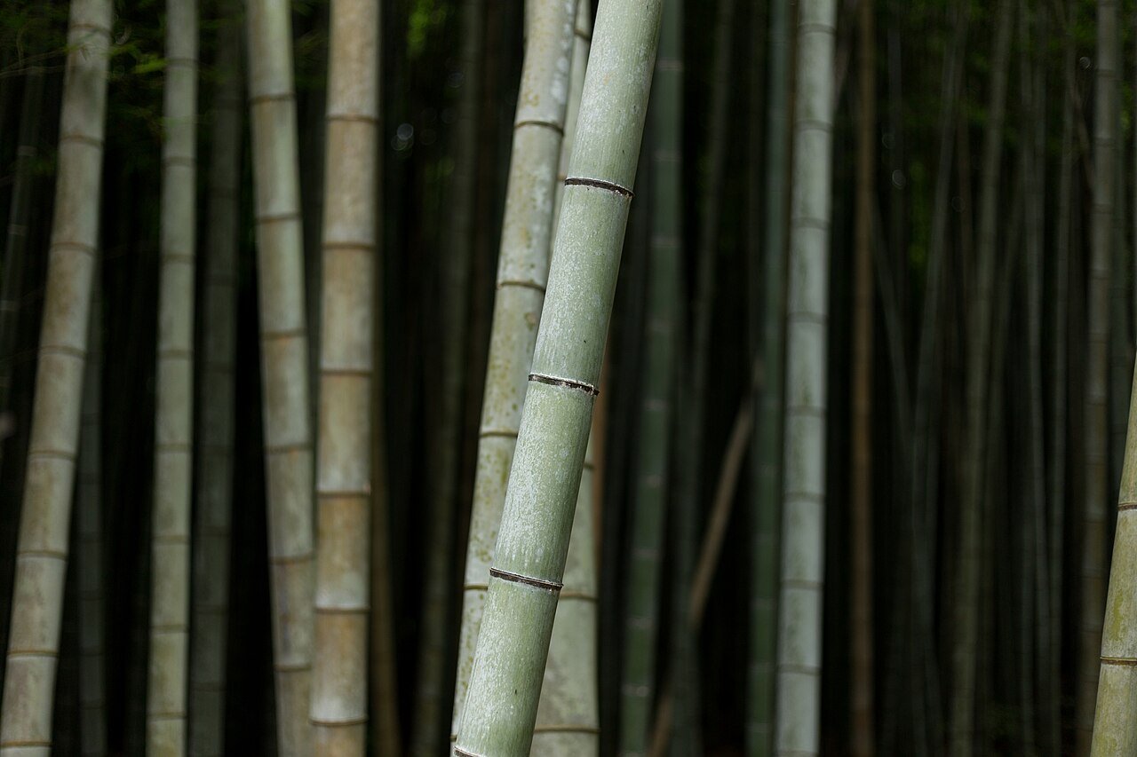 Bosque de bambú