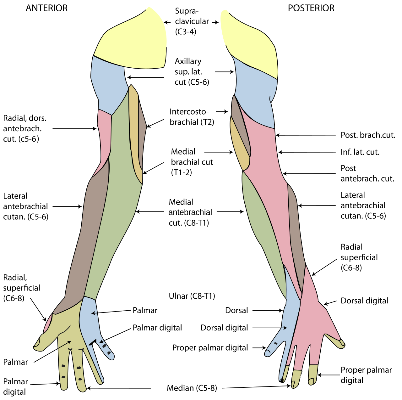 Ilustración anatómica de los nervios del brazo